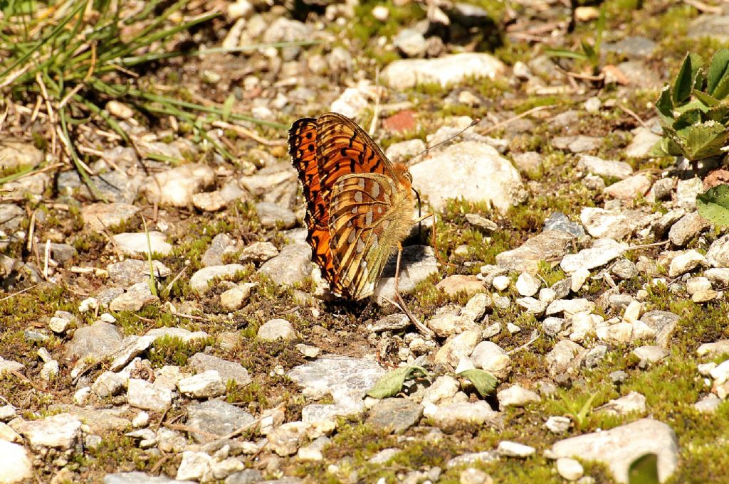 Argynnis adippe?